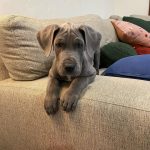 Christian Navarro Instagram - Luna, you’re a heart breaker. Los Angeles, California
