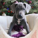 Christian Navarro Instagram - This is Luna. She’s amazing. And she’s our new baby! @abbygarrett__ Los Angeles, California