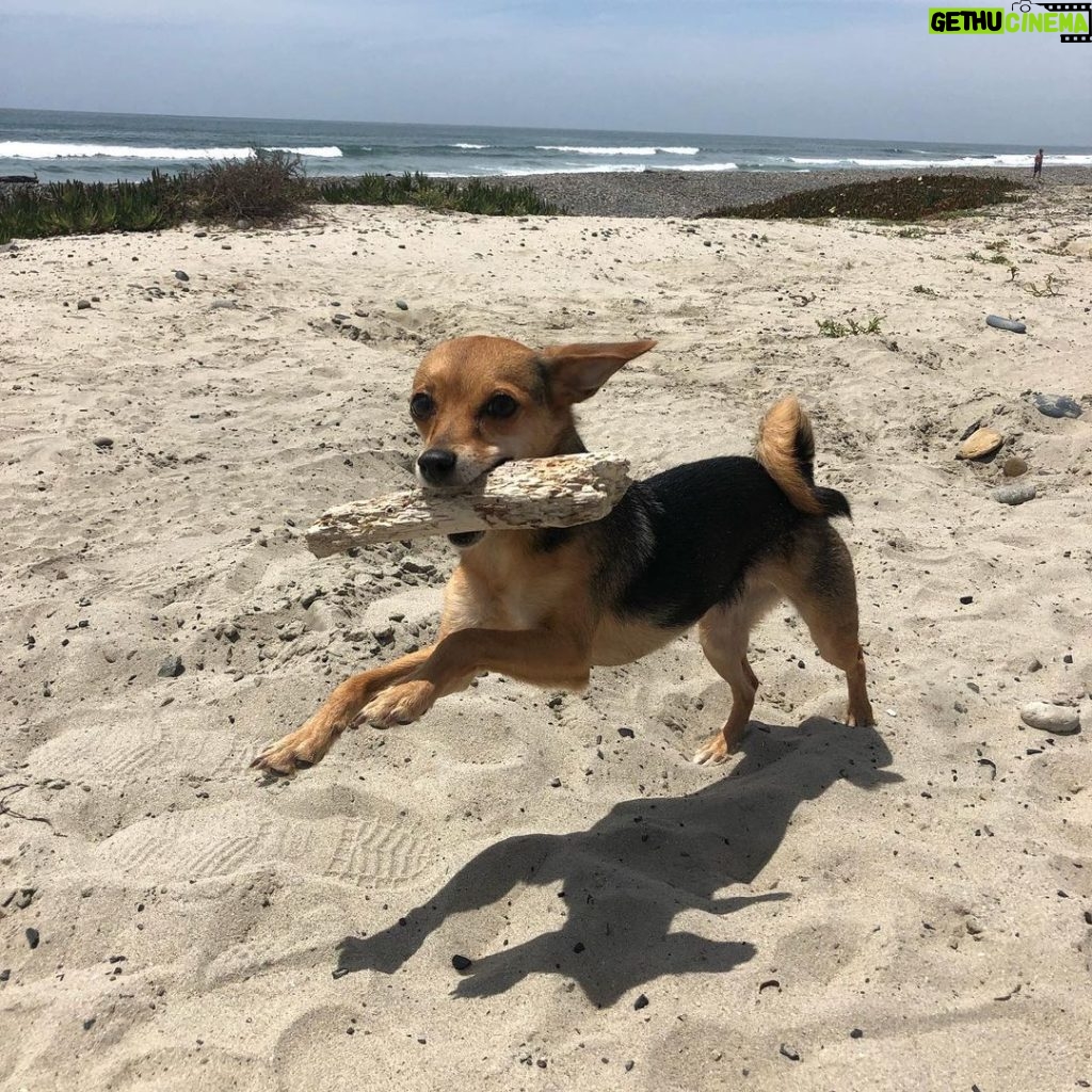 Christian Navarro Instagram - The happiest pup in the world 🌎 Carlsbad, California
