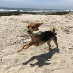 Christian Navarro Instagram - The happiest pup in the world 🌎 Carlsbad, California
