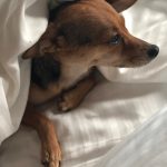 Christian Navarro Instagram - But I have this puppy so it’s okay.