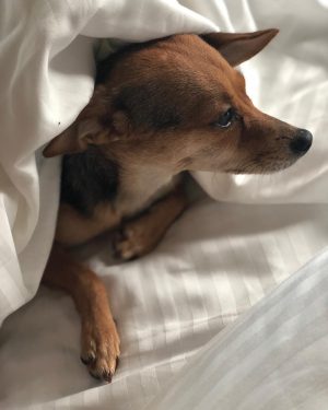 Christian Navarro Instagram - But I have this puppy so it’s okay.