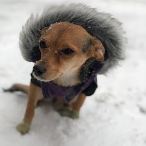Christian Navarro Instagram - My little Snow Dragon 🐉