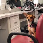 Christian Navarro Instagram - ”Where’s my dad’s coffee?!” As she awaits her pampering. #setlife