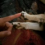 Christian Navarro Instagram - Creation of Adam’s best friend, Dog.