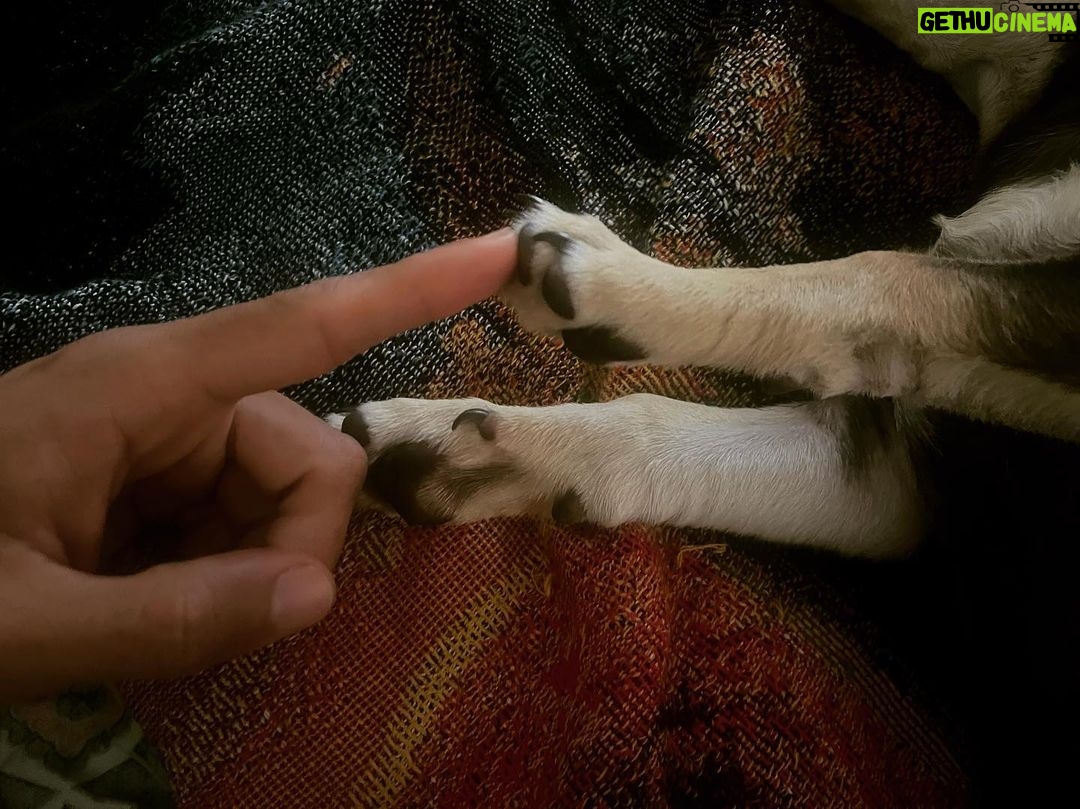 Christian Navarro Instagram - Creation of Adam’s best friend, Dog.