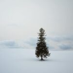 Chutavuth Pattarakampol Instagram – ของจริงงามกว่านี้มาก…เก็บมาผ่านกล้องได้เท่านี้ ❄️🌲🗻🥰📷 Hokkaido Japan