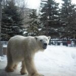 Chutavuth Pattarakampol Instagram – โดนตัวไหนตกกันบ้าง🥰 Asahiyama Zoo