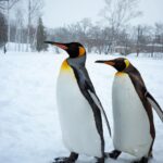 Chutavuth Pattarakampol Instagram – โดนตัวไหนตกกันบ้าง🥰 Asahiyama Zoo