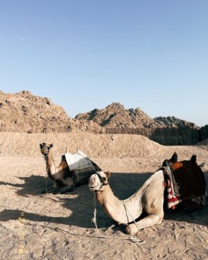 Cihan Şimşek Instagram - 🇪🇬🤍 شكرا مصر