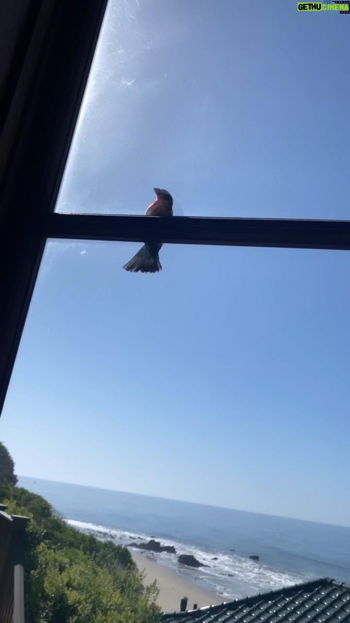 Cindy Crawford Instagram - Someone’s knocking on my door 🦜