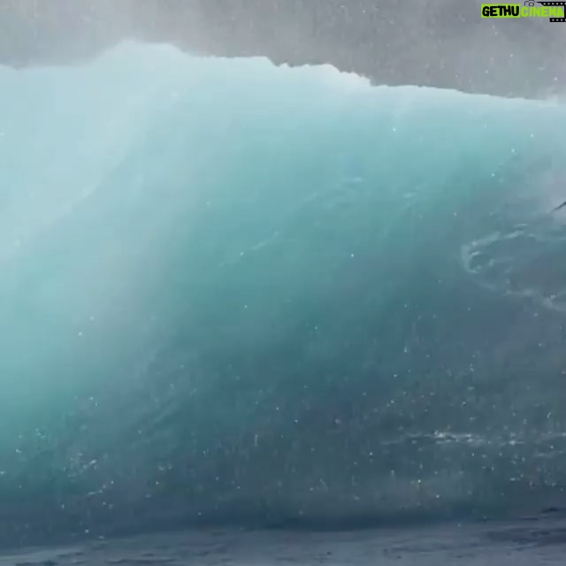 Clark Gregg Instagram - Repost • @complex Sea Lions riding the wave. 🦭🌊 [via @pacificoffshore & @lawofthelandnsea]