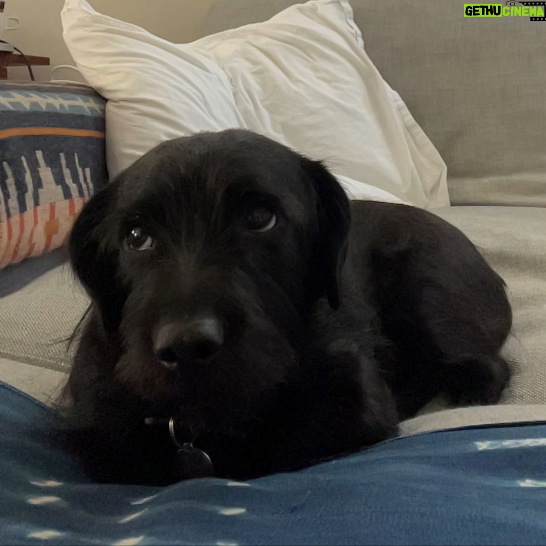Clark Gregg Instagram - Lucy and I work with an incredible organization called @operationmend dedicated to healing the wounds of war. If you are veteran or service member who’d like to shine a light on the special service dog in your life, Operation Mend would like to feauture your friend for #NationalServiceDogMonth! Send @operationmend a message with a photo or video of your service dog along with your story for a chance to be featured as part of their September celebration!