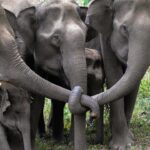 Clark Gregg Instagram – Elephants mourning together. Photo by Nachiketha Sharma