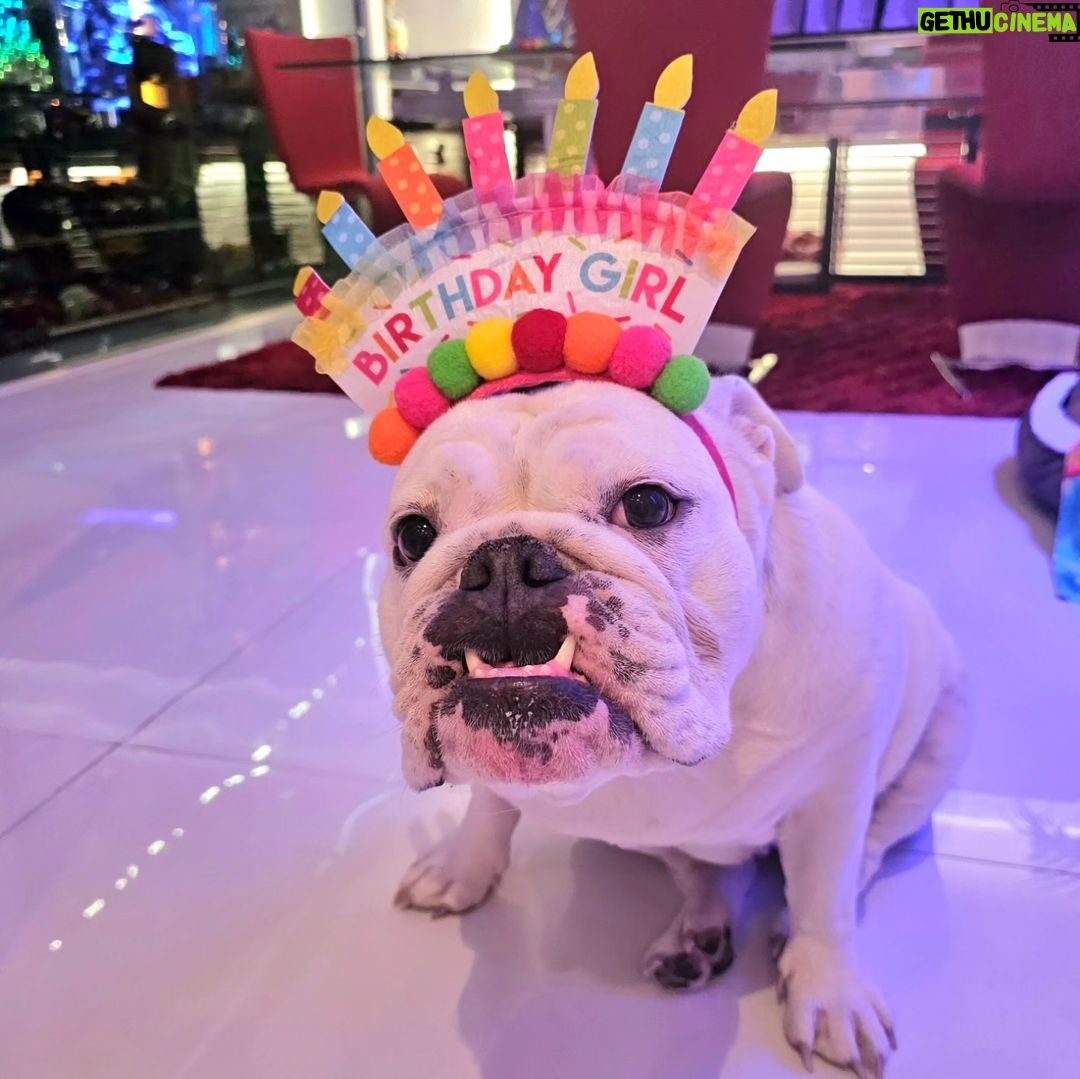 Coco Austin Instagram - Alexus showing off her grill for her birthday..I think she is smling..lol ..She didn't seem to like the hat change in the next pic..Alexus knew what fashion statement she wanted. HAHA She recently turned 5!!ππ₯³ππ She is the mother to 2 of my other bulldogs Sparty and Titan - @spartandmaxandlex #bulldogsofinstagram #bulldogs #bulldogfamily