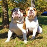Coco Austin Instagram - Happy Birthday to these characters!! They just turned 3! Titan and Spartacus JR (@spartandmaxandlex) #englishbulldog #thetwins #brothers #tweedledeeandtweedledum Photo credit- @theholisticdogcoach