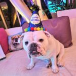 Coco Austin Instagram - Alexus showing off her grill for her birthday..I think she is smling..lol ..She didn't seem to like the hat change in the next pic..Alexus knew what fashion statement she wanted. HAHA She recently turned 5!!🎂🥳🎉💖 She is the mother to 2 of my other bulldogs Sparty and Titan - @spartandmaxandlex #bulldogsofinstagram #bulldogs #bulldogfamily
