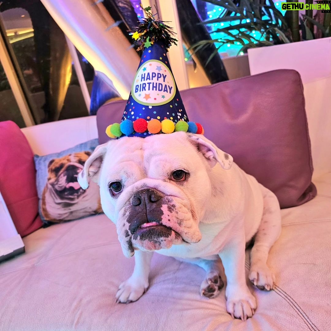 Coco Austin Instagram - Alexus showing off her grill for her birthday..I think she is smling..lol ..She didn't seem to like the hat change in the next pic..Alexus knew what fashion statement she wanted. HAHA She recently turned 5!!ππ₯³ππ She is the mother to 2 of my other bulldogs Sparty and Titan - @spartandmaxandlex #bulldogsofinstagram #bulldogs #bulldogfamily