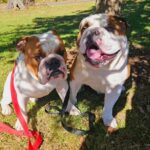 Coco Austin Instagram - Happy Birthday to these characters!! They just turned 3! Titan and Spartacus JR (@spartandmaxandlex) #englishbulldog #thetwins #brothers #tweedledeeandtweedledum Photo credit- @theholisticdogcoach