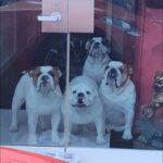 Coco Austin Instagram - In the life of my bulldogs.......