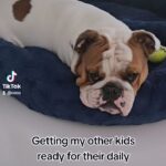 Coco Austin Instagram - People always request to see more videos of my dogs..🐶🐕 You can also follow them - @spartandmaxandlex #bulldogfamily #bulldogs #bulldogsofinstagram #dailywalks #tiktok #bulldoglife