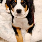 Coco Rocha Instagram - We have a new member of the family and his name is Bowie! ⚡️ He’s a #GreaterSwissMountainDog - he was 10lbs when i brought him home - 6 weeks later he’s already 35lbs and he’s gonna get up to 140lbs full grown! In other words, he’s a BIG BIG BOY! 🐶