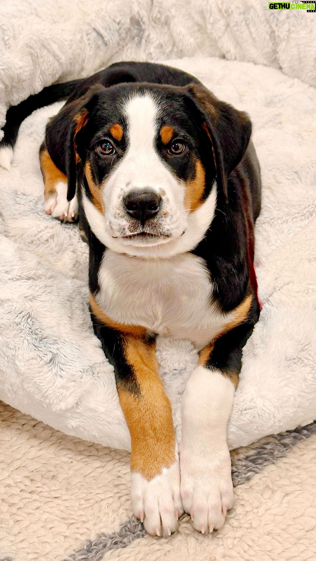 Coco Rocha Instagram - We have a new member of the family and his name is Bowie! ⚡️ He’s a #GreaterSwissMountainDog - he was 10lbs when i brought him home - 6 weeks later he’s already 35lbs and he’s gonna get up to 140lbs full grown! In other words, he’s a BIG BIG BOY! 🐶