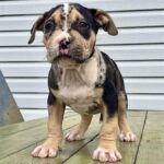 Cody Garbrandt Instagram - Cowgirl 😍🐴 @nolovebullies