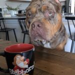 Cody Garbrandt Instagram - @nolovebullies