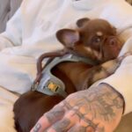 Cody Garbrandt Instagram - “Smokey”