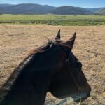 Cole Hauser Instagram - Pushin cows in the Big Hole… just a slice of heaven. @yellowstone YS5 “ No WiFi out here, but I promise you will find a better connection”.
