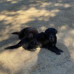 Cole Hauser Instagram - Pepper and Cota. 2 best of friends. Watching there dad #labsofinstagram