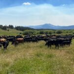 Cole Hauser Instagram - Pushin cows in the Big Hole… just a slice of heaven. @yellowstone YS5 “ No WiFi out here, but I promise you will find a better connection”.