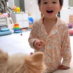 Coleen Garcia-Crawford Instagram - TAMOMO! 🥹 Amari keeps laughing at this video. 😂 He still does that whenever we tell him to call someone. 😝 @ms.tamomo #summerhuahua