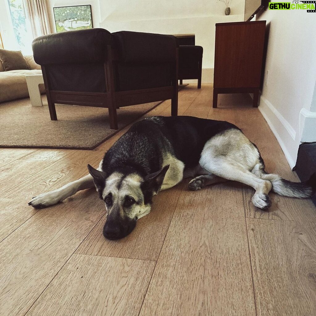 Colton Underwood Instagram - a Sunday dog dad series ♥️
