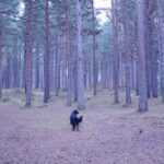 Connor Swindells Instagram - "Now dogs pretend they like to fight; They often bark, more seldom bite; But yet a Dog is, on the whole, What you would call a simple soul." - T. S. Eliot 🏴󠁧󠁢󠁳󠁣󠁴󠁿 Scottish Highlands