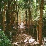 Connor Swindells Instagram - Searching for Dodos Mauritius
