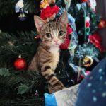 Cooper Barnes Instagram - Baby’s first Christmas. 🐾❤️🎄