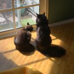 Cooper Barnes Instagram - Somehow we got through a whole year without you, Fonze. It’s been a rough one. Words can’t describe how much we miss you. Figuring all this out without you here has been a real challenge. It’s been especially hard on Weasel, but she’s learned to lean on us, and trust us a lot more. We like to think you had a hand in sending Wally to us, and if you did, thank you. He’s wonderful and we love him. But nothing can or ever will replace that regal mane, those perfect snaggles, that manipulative purr, those furry chaps, those wise armpits, those boudoir eyes, that feather duster tail, or most of all, that immense love and kindness that poured out of you 24/7. Wherever you are now, just know that I look forward to meeting you there one day, and when I do, I’ll know that everything is right again. In the meantime, we’ll do our best to remember what you taught us, and put a little bit o’ Fonze in all our hearts. I love you, pal. And I miss my little panther. 🐾 ❤️ 🐈‍⬛