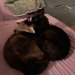 Cooper Barnes Instagram - Somehow we got through a whole year without you, Fonze. It’s been a rough one. Words can’t describe how much we miss you. Figuring all this out without you here has been a real challenge. It’s been especially hard on Weasel, but she’s learned to lean on us, and trust us a lot more. We like to think you had a hand in sending Wally to us, and if you did, thank you. He’s wonderful and we love him. But nothing can or ever will replace that regal mane, those perfect snaggles, that manipulative purr, those furry chaps, those wise armpits, those boudoir eyes, that feather duster tail, or most of all, that immense love and kindness that poured out of you 24/7. Wherever you are now, just know that I look forward to meeting you there one day, and when I do, I’ll know that everything is right again. In the meantime, we’ll do our best to remember what you taught us, and put a little bit o’ Fonze in all our hearts. I love you, pal. And I miss my little panther. 🐾 ❤️ 🐈‍⬛
