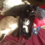 Cooper Barnes Instagram - Somehow we got through a whole year without you, Fonze. It’s been a rough one. Words can’t describe how much we miss you. Figuring all this out without you here has been a real challenge. It’s been especially hard on Weasel, but she’s learned to lean on us, and trust us a lot more. We like to think you had a hand in sending Wally to us, and if you did, thank you. He’s wonderful and we love him. But nothing can or ever will replace that regal mane, those perfect snaggles, that manipulative purr, those furry chaps, those wise armpits, those boudoir eyes, that feather duster tail, or most of all, that immense love and kindness that poured out of you 24/7. Wherever you are now, just know that I look forward to meeting you there one day, and when I do, I’ll know that everything is right again. In the meantime, we’ll do our best to remember what you taught us, and put a little bit o’ Fonze in all our hearts. I love you, pal. And I miss my little panther. 🐾 ❤️ 🐈‍⬛