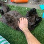 Cooper Barnes Instagram - Somehow we got through a whole year without you, Fonze. It’s been a rough one. Words can’t describe how much we miss you. Figuring all this out without you here has been a real challenge. It’s been especially hard on Weasel, but she’s learned to lean on us, and trust us a lot more. We like to think you had a hand in sending Wally to us, and if you did, thank you. He’s wonderful and we love him. But nothing can or ever will replace that regal mane, those perfect snaggles, that manipulative purr, those furry chaps, those wise armpits, those boudoir eyes, that feather duster tail, or most of all, that immense love and kindness that poured out of you 24/7. Wherever you are now, just know that I look forward to meeting you there one day, and when I do, I’ll know that everything is right again. In the meantime, we’ll do our best to remember what you taught us, and put a little bit o’ Fonze in all our hearts. I love you, pal. And I miss my little panther. 🐾 ❤️ 🐈‍⬛