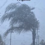 Cooper Barnes Instagram - Rainy day= 🐱 💿 @tmbgofficial #theymightbegiants