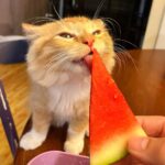 Cooper Barnes Instagram - Wallymelon 🍉