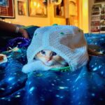 Cooper Barnes Instagram - Cat in a hat.