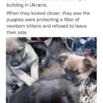 Cooper Barnes Instagram - Animals are better than us. . . (Repost from @peace_4animals )