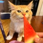 Cooper Barnes Instagram – Wallymelon 🍉