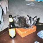 Cooper Barnes Instagram - The coolest. The sweetest. The most loving creature I’ve ever known. I wasn’t ready for this. He was a lover always, but we never gave him enough credit for how much of a fighter he was, braving illness and remaining exceptionally handsome and thoroughly good natured the entire time. He was so tough. It was for this reason that I never imagined we’d be without him. Silly as it sounds, I always thought he would be with us. Because I never allowed myself to imagine life without him. But on June 30th, that time came, and we had to accept that that day would be our last of everything with him. Betty was strong. I was not. I am so grateful to her for fighting through her immeasurable sadness to end his pain, when all I wanted to do was hold on longer. But that would have been inhumane, and after all he’s done for us, we had to give him that one last gift and say goodbye. But how could we ever really say goodbye to this perfect little man, when he carried our hearts around with him for almost 17 years? It is an impossible task, and one that we may never fully be able to do. He was a big sister to Ripley, a protector for Weasel, a brother for Einstein, and for us, our little boy, our first born. Fonze, Fonzayy, Señor Sticky, The Mane Man, The Tuna Man with the Tuna plan, the glue to our family. As the days go by, I will remember your perfect snaggles, your bushy mane, your furry chops, your wise armpits, your feather duster tail, and your manipulative purr, which is and always will be my favorite sound. You were naughty and mischievous, you befriended possums and tamed the savage Weasel, you outsmarted fences and coyotes and made your mommy climb a tree to get you. I will miss sharing pizza and veggie nuggets with you, rubbing your belly, and just letting time stop as we cuddled on the bed. You always greeted me when I came home from work. Every time. And I wish more than anything that I’d spent a little more time with you. Because now that you’re not here, nothing else I was ever doing seemed important. There is never enough time. I love you, Fonzie. I am so grateful for what you gave us. I will remember what you taught us. And I will see you again. 🐾❤️