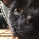 Cooper Barnes Instagram - The coolest. The sweetest. The most loving creature I’ve ever known. I wasn’t ready for this. He was a lover always, but we never gave him enough credit for how much of a fighter he was, braving illness and remaining exceptionally handsome and thoroughly good natured the entire time. He was so tough. It was for this reason that I never imagined we’d be without him. Silly as it sounds, I always thought he would be with us. Because I never allowed myself to imagine life without him. But on June 30th, that time came, and we had to accept that that day would be our last of everything with him. Betty was strong. I was not. I am so grateful to her for fighting through her immeasurable sadness to end his pain, when all I wanted to do was hold on longer. But that would have been inhumane, and after all he’s done for us, we had to give him that one last gift and say goodbye. But how could we ever really say goodbye to this perfect little man, when he carried our hearts around with him for almost 17 years? It is an impossible task, and one that we may never fully be able to do. He was a big sister to Ripley, a protector for Weasel, a brother for Einstein, and for us, our little boy, our first born. Fonze, Fonzayy, Señor Sticky, The Mane Man, The Tuna Man with the Tuna plan, the glue to our family. As the days go by, I will remember your perfect snaggles, your bushy mane, your furry chops, your wise armpits, your feather duster tail, and your manipulative purr, which is and always will be my favorite sound. You were naughty and mischievous, you befriended possums and tamed the savage Weasel, you outsmarted fences and coyotes and made your mommy climb a tree to get you. I will miss sharing pizza and veggie nuggets with you, rubbing your belly, and just letting time stop as we cuddled on the bed. You always greeted me when I came home from work. Every time. And I wish more than anything that I’d spent a little more time with you. Because now that you’re not here, nothing else I was ever doing seemed important. There is never enough time. I love you, Fonzie. I am so grateful for what you gave us. I will remember what you taught us. And I will see you again. 🐾❤️