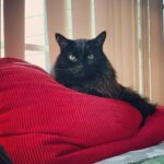 Cooper Barnes Instagram - Somehow we got through a whole year without you, Fonze. It’s been a rough one. Words can’t describe how much we miss you. Figuring all this out without you here has been a real challenge. It’s been especially hard on Weasel, but she’s learned to lean on us, and trust us a lot more. We like to think you had a hand in sending Wally to us, and if you did, thank you. He’s wonderful and we love him. But nothing can or ever will replace that regal mane, those perfect snaggles, that manipulative purr, those furry chaps, those wise armpits, those boudoir eyes, that feather duster tail, or most of all, that immense love and kindness that poured out of you 24/7. Wherever you are now, just know that I look forward to meeting you there one day, and when I do, I’ll know that everything is right again. In the meantime, we’ll do our best to remember what you taught us, and put a little bit o’ Fonze in all our hearts. I love you, pal. And I miss my little panther. 🐾 ❤️ 🐈‍⬛